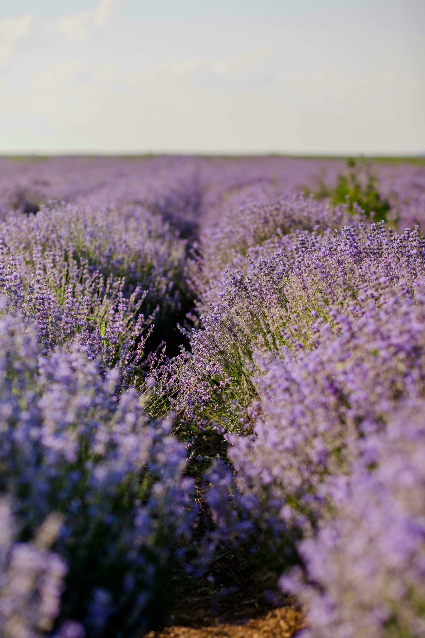 wedding Provence