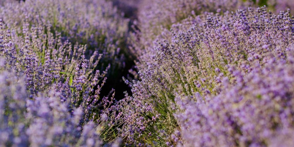 wedding Provence